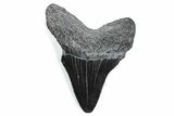 Bargain, Fossil Megalodon Tooth - South Carolina #370461-1